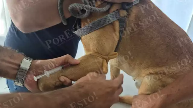 Inició en Champotón la campaña de esterilización y vacunación antirrábica felina y canina 2025.