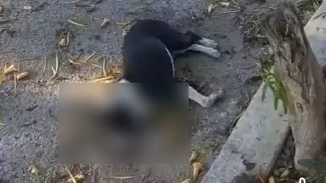 De acuerdo con reportes vecinales, de los tres canes afectados, dos perdieron la vida, mientras que otro permanece delicado