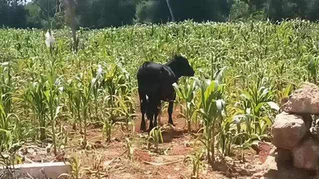 El afectado, don Emilio, señaló que se salvaron del gusano cogollero, pero no del ganado