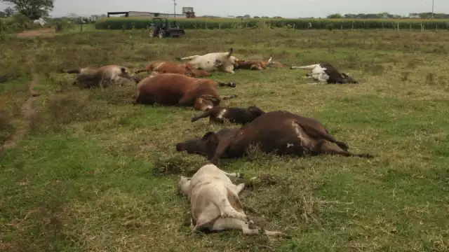 Los productores afectados enfrentan una situación crítica. Algunos han perdido la totalidad de sus animales