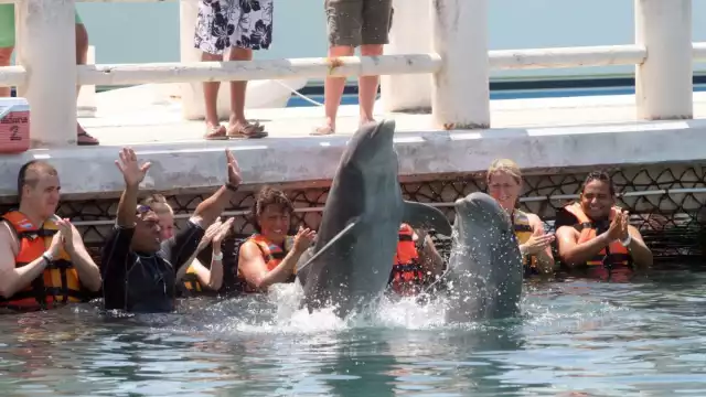 Con esta reforma, el Senado busca avanzar hacia un marco legal que garantice la protección de los mamíferos marinos en México