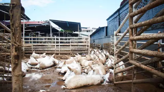 Las brigadas están integradas por médicos, epidemiólogos, personal de vacunación, técnicos en vectores y especialistas en riesgos sanitarios