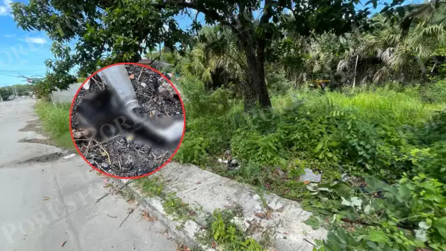 Vecinos alarmados tras hallazgo de restos de gato en Champotón; investigan posible crueldad animal