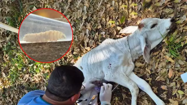 Erradicar el gusano barrenador podría tardar años, alertan ganaderos de Carmen

