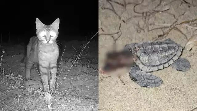 El desarrollo urbano en la costa aumenta la presencia de gatos y perros en las zonas de anidación