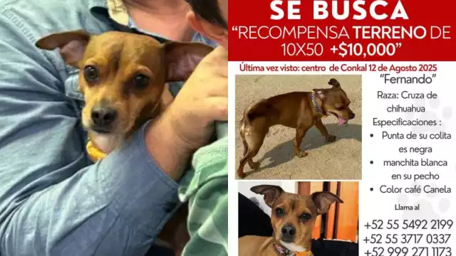 El can se extravió hace más de un mes en Conkal