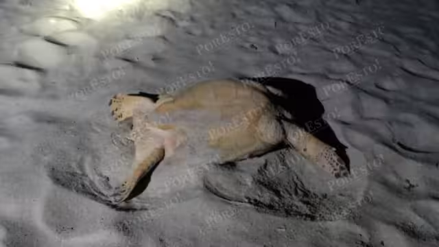 Grupo Ecológico frustra robo de tortuga carey en la madrugada