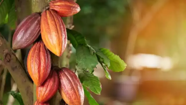 Agricultores de la Ribera del Río Hondo reforestan cultivos de cacao