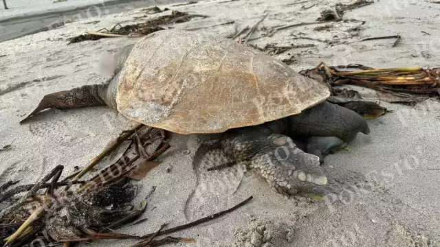 Segundo hallazgo del día: tortuga “Boba” encontrada sin vida en Ciudad del Carmen