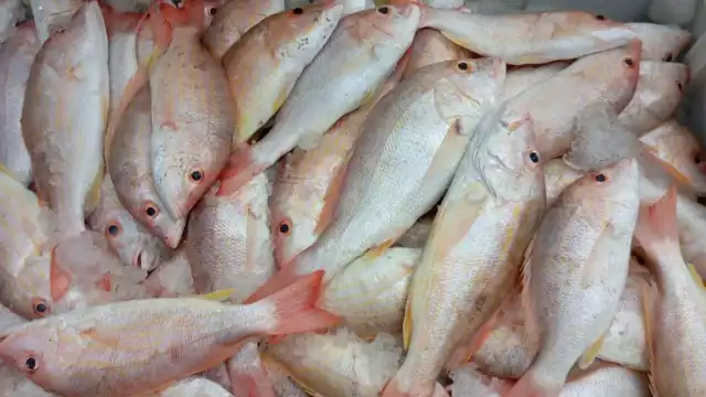 Productos de la canasta bàsica suben de precio en Bacalar