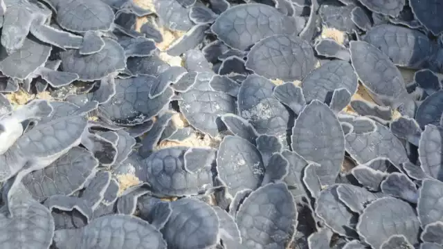 ¿Qué medidas tomaron las autoridades para proteger a las tortugas en Playa del Carmen?