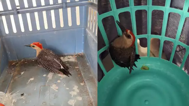 Rescatan a pájaro carpintero en Campeche: Ciudadanía y autoridades suman esfuerzos por la fauna silvestre