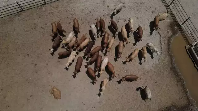 Ante la expansión del gusano barrenador, México y Estados Unidos firmaron un acuerdo para instalar en Chiapas una planta productora de moscas estériles