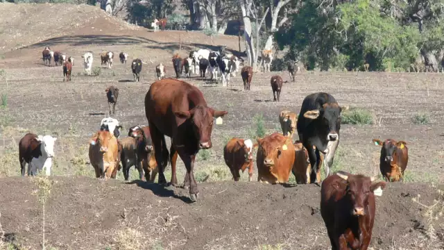 Las lluvias recientes en el sur del estado afectan gravemente a los productores agrícolas y ganaderos