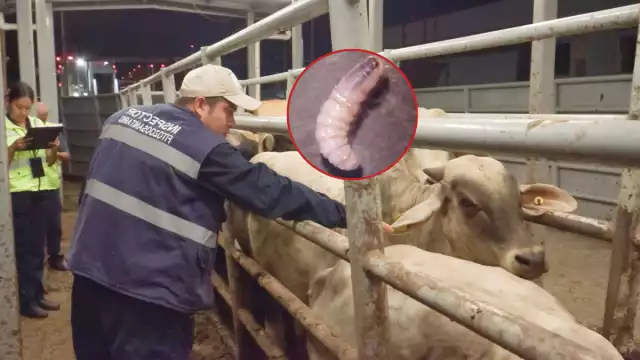 El gusano barrenador del ganado ha resurgido en Campeche y los casos han aumentado drásticamente en pocos meses.


