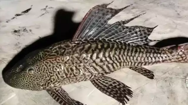 Investigaciones sobre pez diablo se encuentran en su primera fase