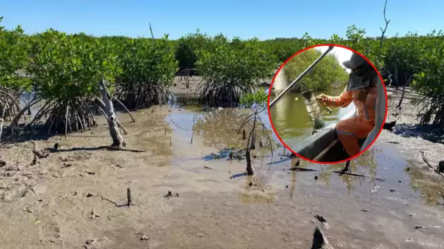 Investigadores de la UNAM alertan deterioro en el estero Pargo por descargas de aguas residuales y azolvamiento.