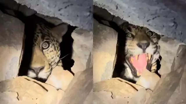 El proyecto intenta desplazar a los jaguares que suelen atacar ganado y así evitar que sean cazados en represalia