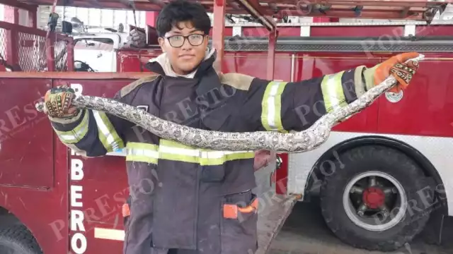 Aumentaron los reportes de reptiles y mamíferos en casas y empresas de Ciudad del Carmen por el frío y la humedad.