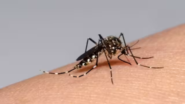 3 nuevos casos de dengue