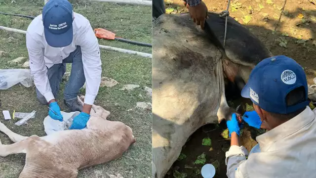 La OMSA ha registrado 279 casos de miasis en Campeche entre 2024 y el 7 de julio de 2025.