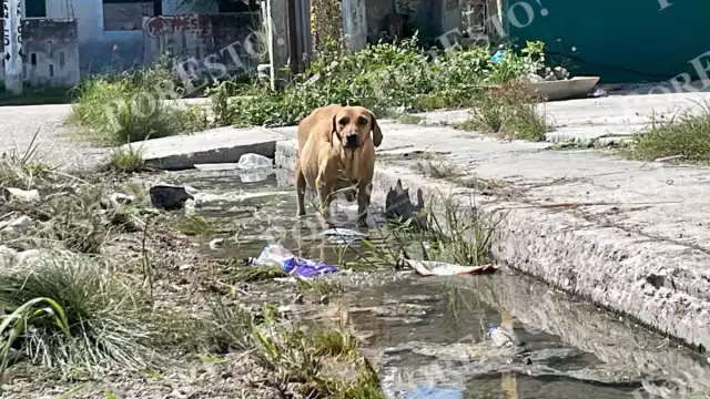 La fuga proviene de una privada y se extiende hasta la calle 13, afectando a colonos cercanos.