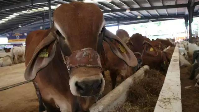 Ganaderos piden a México actuar con rapidez para proteger al ganado y la economía