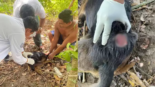 Se han detectado nuevos casos de gusano barrenador en perros de Atasta y Nuevo Progreso.