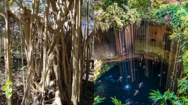 El árbol de álamo es capaz de extender sus raíces hasta 30 metros bajo el suelo, buscando acceder al agua de los cenotes