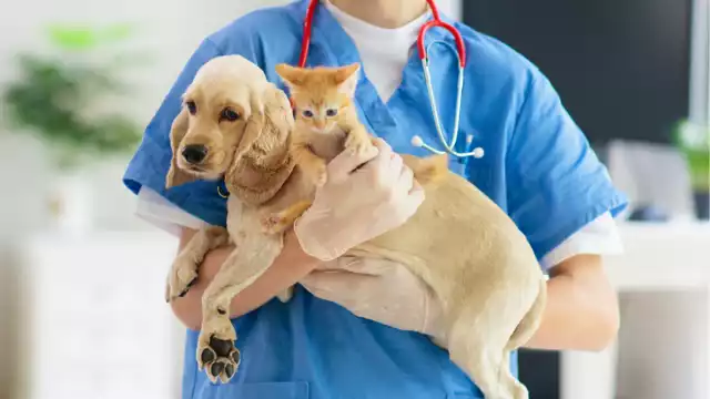 Hoy se realizará una campaña de vacunación antirrábica para mascotas en cinco municipios de Campeche