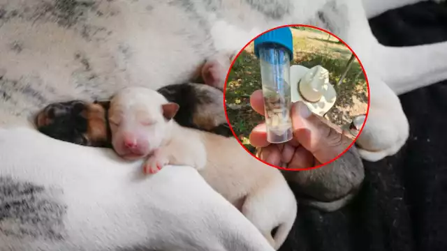 Animales recién nacidos en riesgo por gusano barrenador; larvas invaden ombligos, advierten veterinarios en Campeche