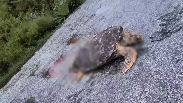La tortuga estaba destrozada en carretera
