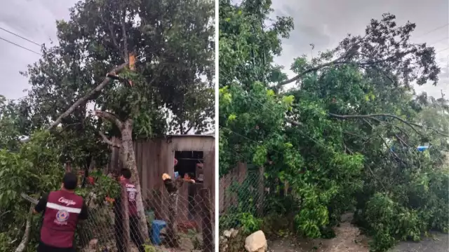 Fuertes vientos y lluvia provocaron la caída de un árbol en Escárcega.