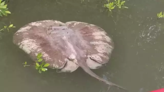 Alarma ejemplar marino sin vida en Chetumal