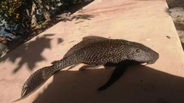 Especialistas analizan ADN del pez diablo para determinar su aprovechamiento