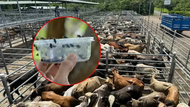 Plaga del gusano barrenador se expande en Campeche mientras esperan moscas estériles