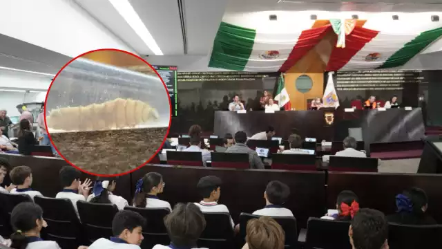 Aprueban exhorto federal por brote de gusano barrenador; rechazan apoyo para Salud