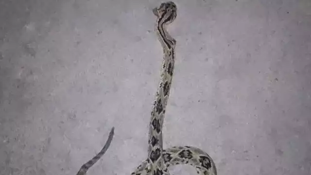 Hombre pierde la vida en hospital de Chetumal por mordida de serpiente