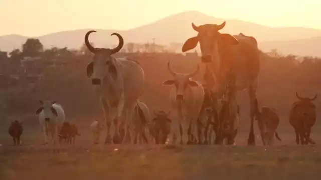 El monitoreo y el combate al medio de contagio son esenciales para una estrategia efectiva