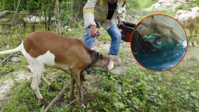 Un borrego con gusano barrenador fue detectada en Nuevo San Antonio Ebula, Campeche.