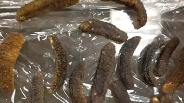 Pepino de mar asegurado por la PROFEPA en 2020