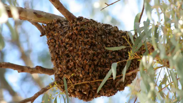 Pareja resulta herida y pierde a su perro tras ataque de abejas africanas en Campeche