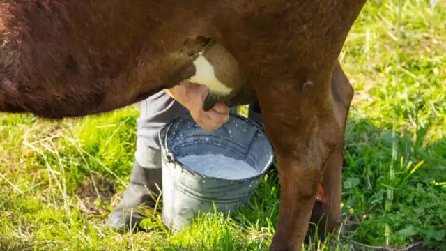 Champotón y Yohaltún, a la cabeza en producción de leche en Campeche