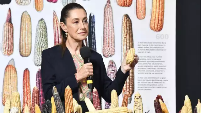 La presidenta Claudia Sheinbaum reafirmó el compromiso de su gobierno de proteger las variedades criollas de maíz