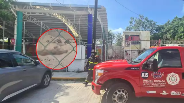 Perrita amarrada sufre feroz ataque de abejas en casa invadida de Lomas de Holché