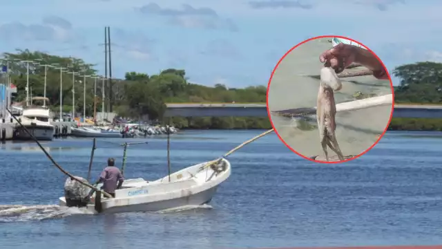 El precio del molusco se ubica en 115 pesos el kilo en playa, y hasta 125 en Punta Xén.