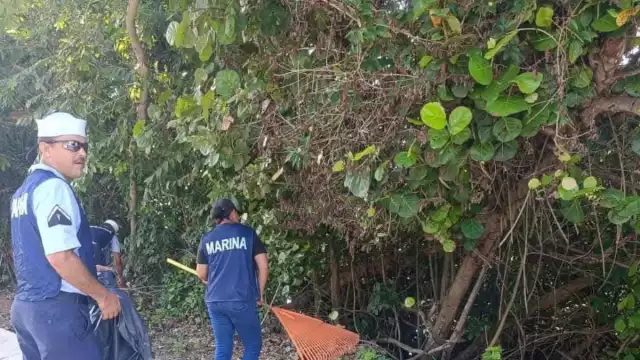 Realizan gran jornada de limpieza en la zona de manglar de la bahía de Chetumal