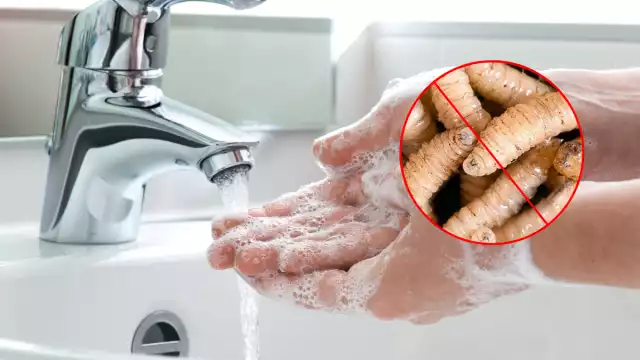 Día Mundial de la Higiene: alertan en Campeche por casos de gusano barrenador