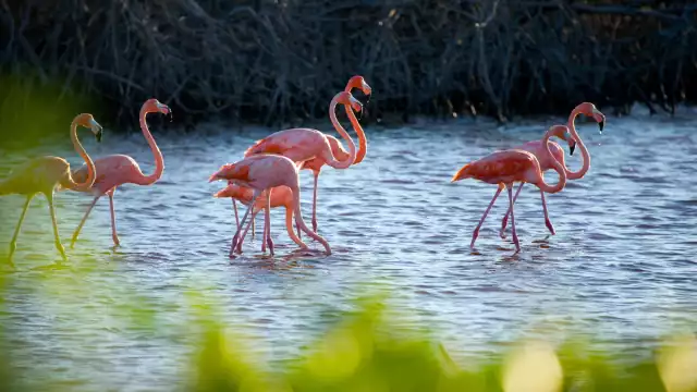 Recientemente se han reportado avistamientos de flamencos en las costas de Champotón