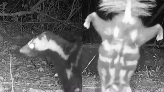 La especie adopta el comportamiento como una advertencia antes de rociar su oloroso líquido